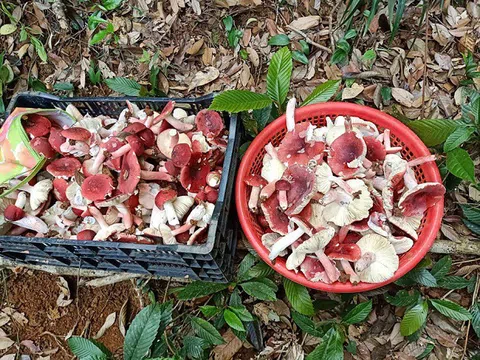 Bất ngờ loại nấm rừng có giá cả triệu đồng/kg, dân vác đèn đi hái từ mờ sáng