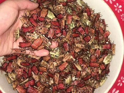 Loài côn trùng có mùi hôi đến đáng sợ, dân bỏ cả nửa triệu để mua một cân về ăn