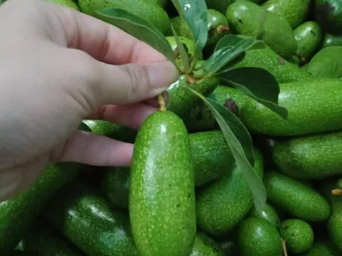 Bất ngờ loại bơ tí hon không hạt có giá cao ngất, chị em hiếu kỳ tìm mua