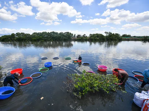 Bắt cá, cào ốc ở "rừng ngập mặn" giữa TP. Phan Thiết