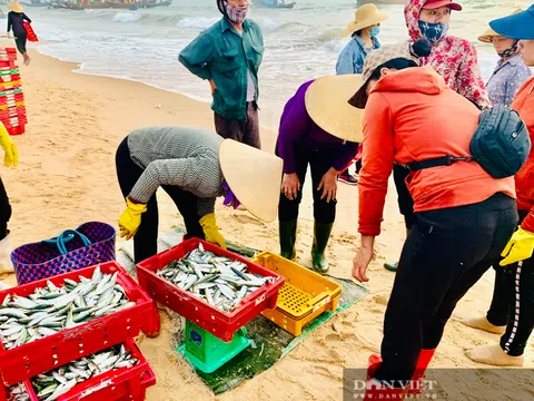 Đặc sắc Chợ cá Nhân Trạch họp lúc mặt trời chưa mọc tôm cá nhảy tanh tách tha hồ chọn