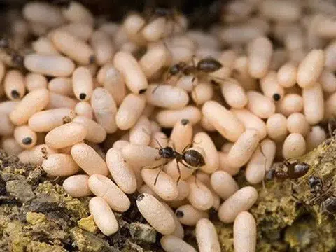 Loại trứng “thần dược” vào mùa, nhiều người đi săn kiếm “bộn tiền”