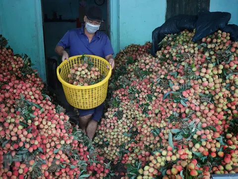 Bất chấp dịch bệnh, vải sớm Bắc Giang vẫn được tiêu thụ thuận lợi