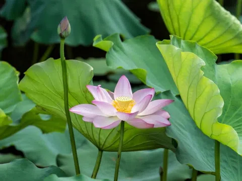 Lá sen có tác dụng gì? Có thật sự giúp bạn giảm cân?