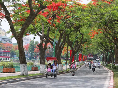 Mê mẩn ngắm loài hoa của tuổi học trò nở đỏ rực góc trời Hà Nội