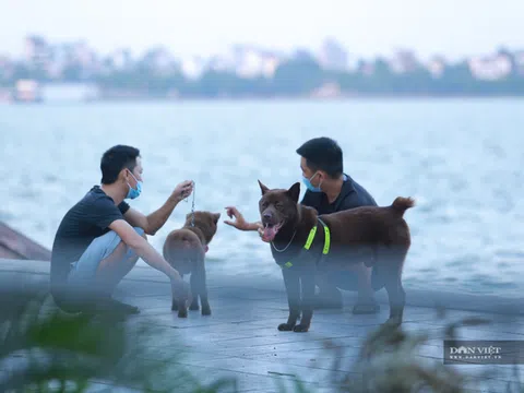 Hà Nội: Hình ảnh chó thả rông, không rọ mõm nơi công cộng khiến nhiều người phát sợ!