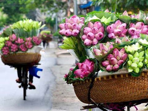 Hà Nội rực rỡ trong những sắc hoa mùa hè