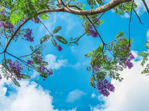 Ngẩn ngơ phượng tím nở giữa lòng Hà Nội