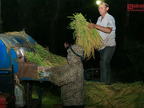 Tránh nắng nóng, người dân bước vào thu hoạch lúa ban đêm