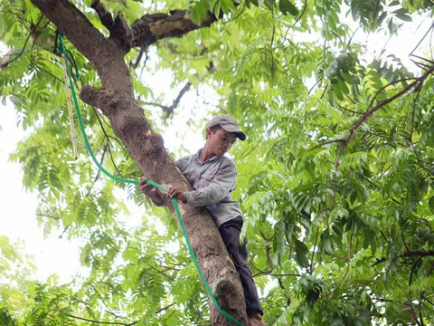 Hà Nội: Kiếm 2 triệu đồng mỗi ngày nhờ nghề "vắt vẻo" trên cây để hái sấu