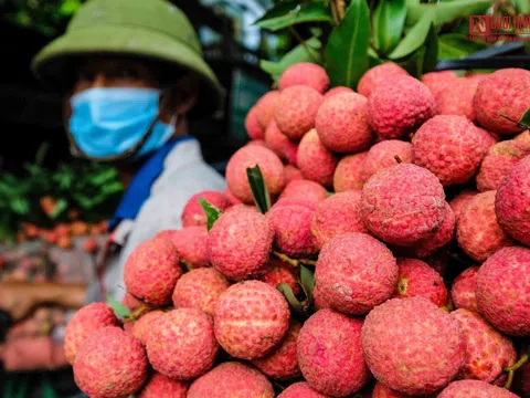 Cận cảnh quá trình thu hoạch, đóng gói xuất khẩu vải thiều