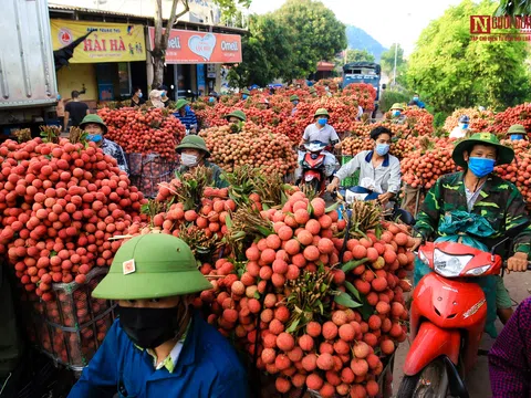 Bắc Giang: Xe chở vải thiều nối đuôi nhau dài hàng cây số ra các trạm cân