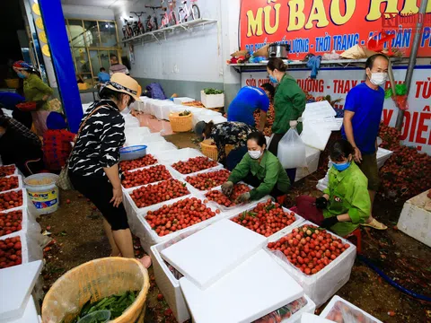 Xuyên đêm đóng gói vải mang đi tiêu thụ