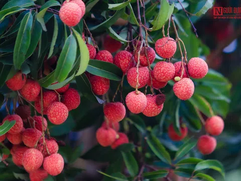 Sắc đỏ vải thiều rợp trời Bắc Giang