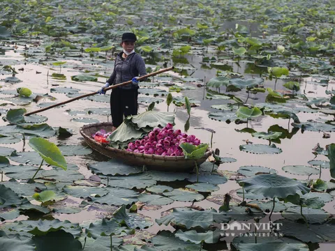 Người trồng sen hồ Tây tất bật thu hoạch, bán bao nhiêu cũng hết