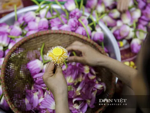 Tận mắt xem quy trình ướp trà sen đắt nhất Việt Nam