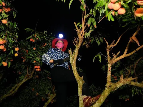 Nông dân soi đèn từ 4h sáng bẻ vải