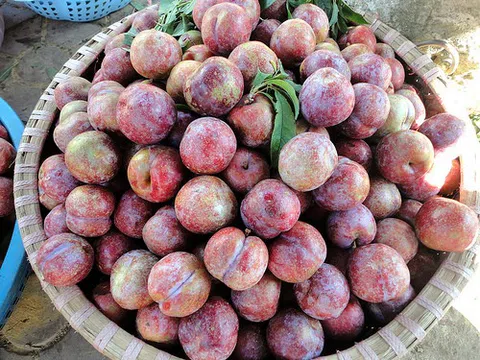 Đặc sản mận tam hoa mất giá quá nửa, mòn mỏi chờ thương lái tới mua