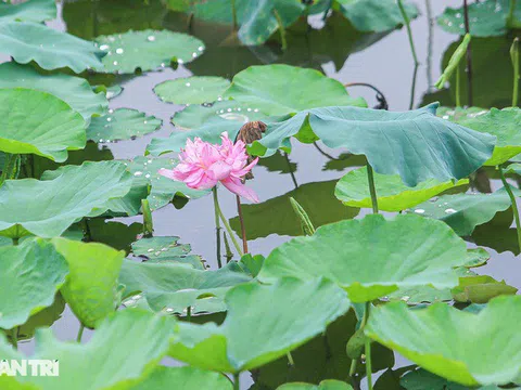 Sen hồ Tây khoe sắc, dịch vụ ăn theo thất thu vì dịch Covid-19