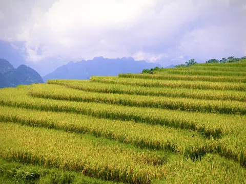 Rực rỡ mùa vàng trên đỉnh Pù Luông