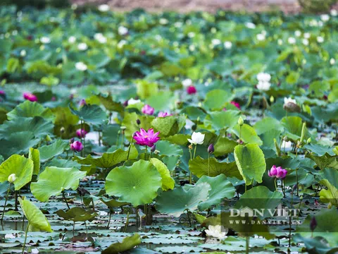 Hà Nội: Khám phá "thiên đường sen" tuyệt đẹp có gần 200 loài sen