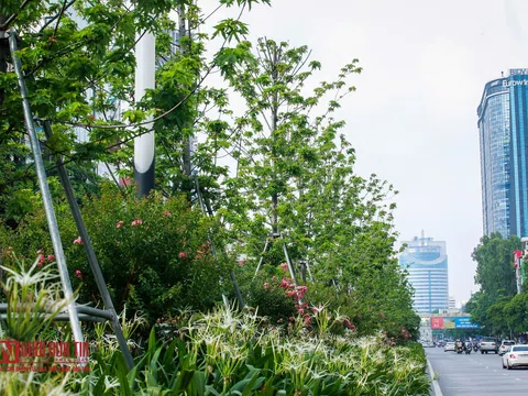 Hình ảnh hàng cây phong lá đỏ tại Hà Nội bỗng "hồi sinh" giữa nắng hè oi bức