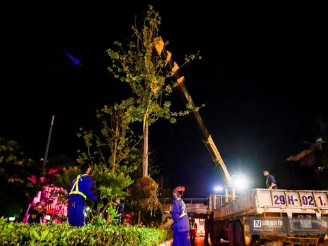Hà Nội: Xuyên đêm di dời hàng cây phong lá đỏ