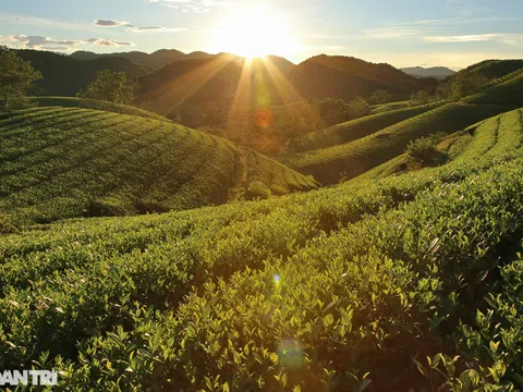 Cảnh sắc choáng ngợp của những đồi chè Long Cốc ở Phú Thọ