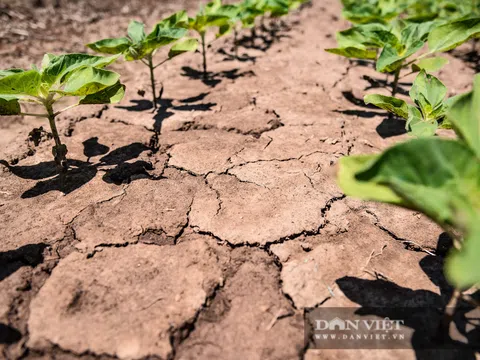 Nhiều cánh đồng hoa màu ngoại thành Hà Nội nứt nẻ vì nắng nóng