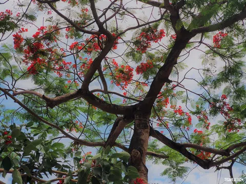 Đi giữa mùa hoa Hà Nội