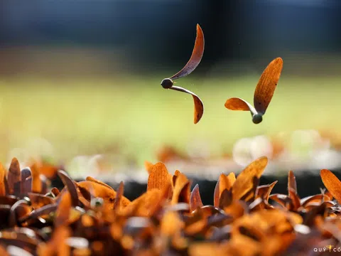 Chò nâu và điệu valse trong gió Sài Gòn