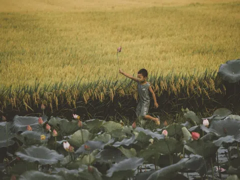 Nhớ mùa vàng làng quê