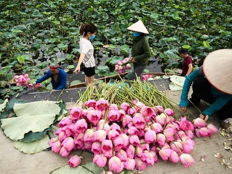 Chủ đầm sen hồ Tây bán hàng nghìn bông mỗi ngày