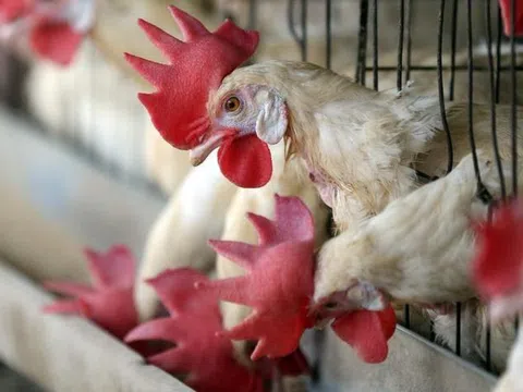 Nguồn lây của chủng cúm mới xuất hiện tại Việt Nam