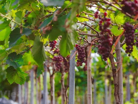 Vườn nho giữa lòng Hà Nội thu hút giới trẻ tham quan, trải nghiệm