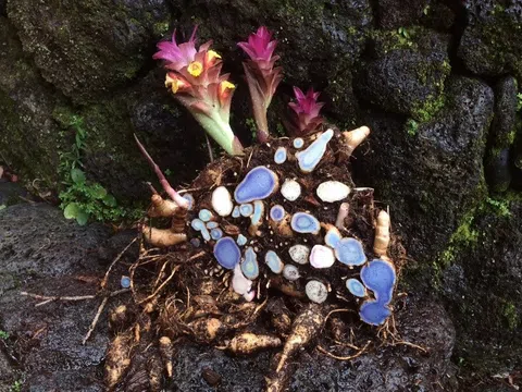 Nghệ đen – Cái tên khá xa lạ nhưng nhiều công dụng bất ngờ