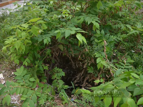 Hà Nội: Hố ga "ngụy trang" bằng cỏ dại, ghế sofa "bẫy" người đi đường