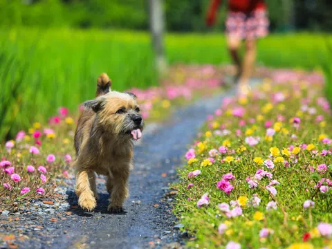 Con đường hoa mười giờ ở vùng ngoại ô Sài Gòn