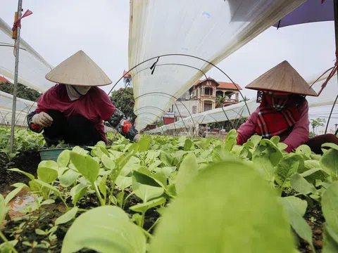 Nông dân ngoại thành Hà Nội: “Chúng tôi luôn có sẵn rau để bán cho mọi người"