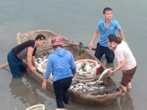 Thanh Hóa: Gần 45 tấn cá lồng chết bất thường trên sông Lạch Bạng