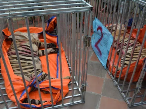 Vụ 17 con hổ nặng hơn 200kg nuôi trái phép ở nhà dân: Chủ cơ sở khai gì?