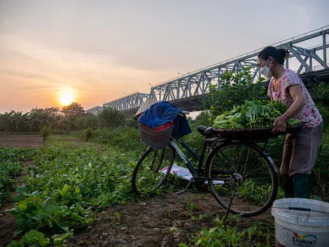 Hà Nội: Người dân trồng rau ở bãi giữa sông Hồng loay hoay những ngày giãn cách xã hội