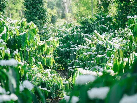 Mùa hoa cà phê trong mắt người con Tây Nguyên