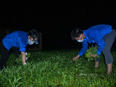 Xúc động hình ảnh những "chiến sĩ áo xanh" thu hoạch nông sản giữa màn đêm giúp bà con ngoại thành Hà Nội
