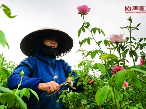 Không bán được do dịch Covid-19, người nông dân cắt bỏ hoa để dọn vườn