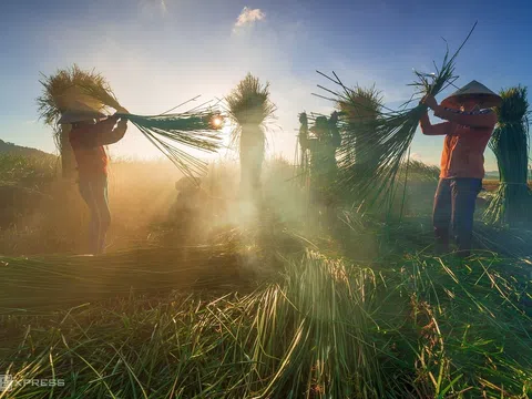 Mùa thu hoạch cói ở làng chiếu hơn 100 tuổi