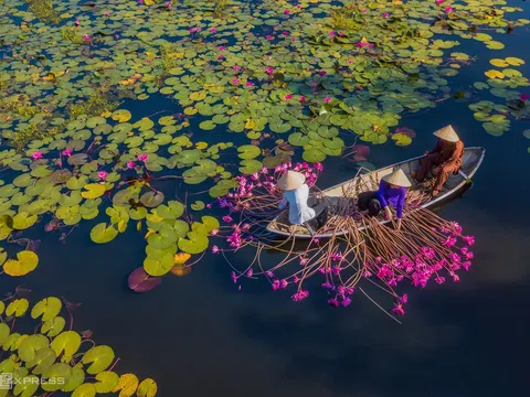 Đầm hoa súng dưới chân đèo Eo Gió