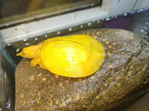 Phát hiện ba ba có màu vàng óng, nghi đột biến ở Thanh Hóa