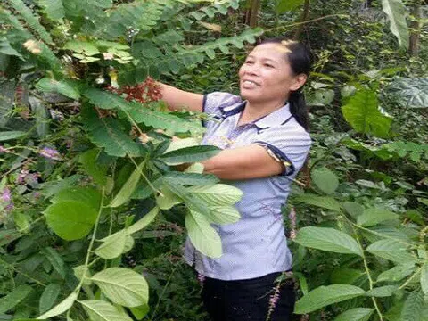 Thầy thuốc mát tay chữa khỏi đau nhức xương khớp nhờ cây rừng