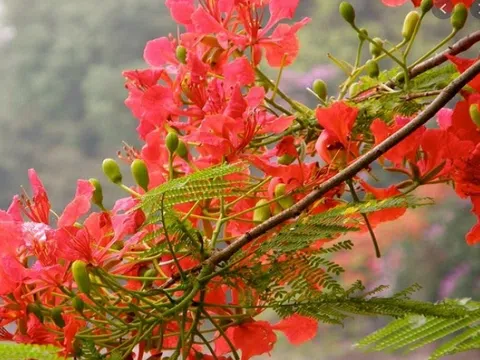 Hà Nội rực rỡ trong sắc hoa phượng đỏ tháng 5